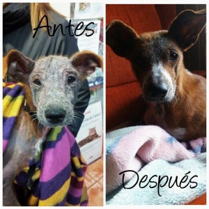 koala-perro-adopcion-despues