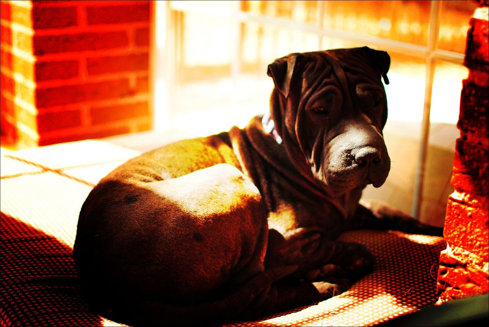 menta shar pei adopcion